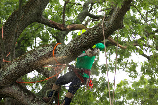 Lexington, MS Tree Care Company