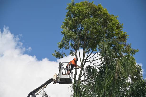 How Our Tree Care Process Works  in  Lexington, MS